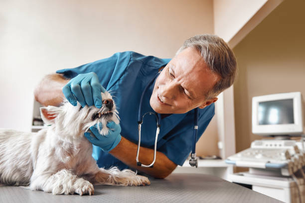 Best After-Hours Dental Trauma Care in Winlock, WA